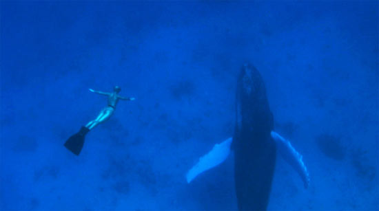 cine-the-cove3.jpg cine-the-cove3.jpg
