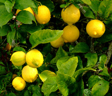 limonero2_gnmills.jpg limonero2_gnmills.jpg